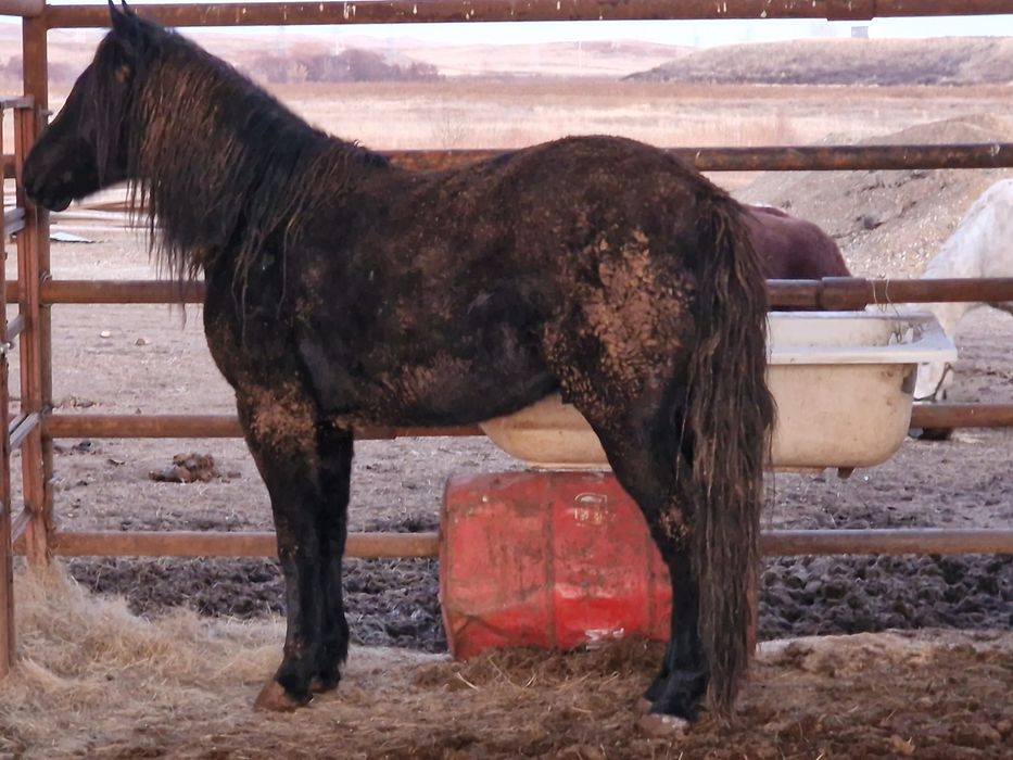 Согымга семиз бие, байтал, тай, ат, сыир, кашар сатам