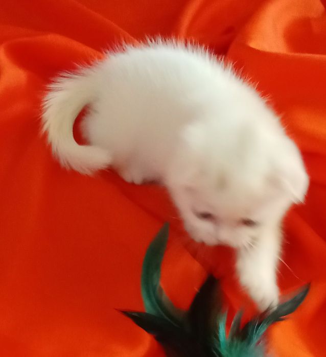 Продам котят Скоттиш-фолд .