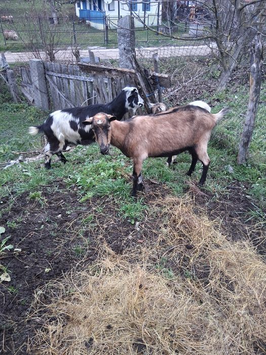 Vând 2 capre și 3 iede