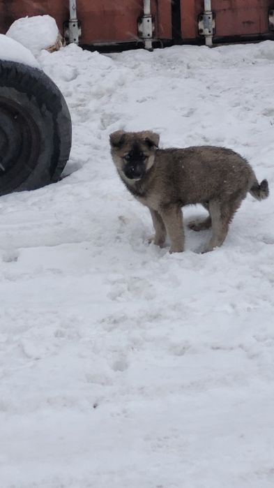 Ищу дом щенкам-мальчикам