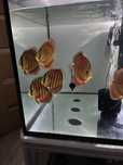 Vand discus red ica
