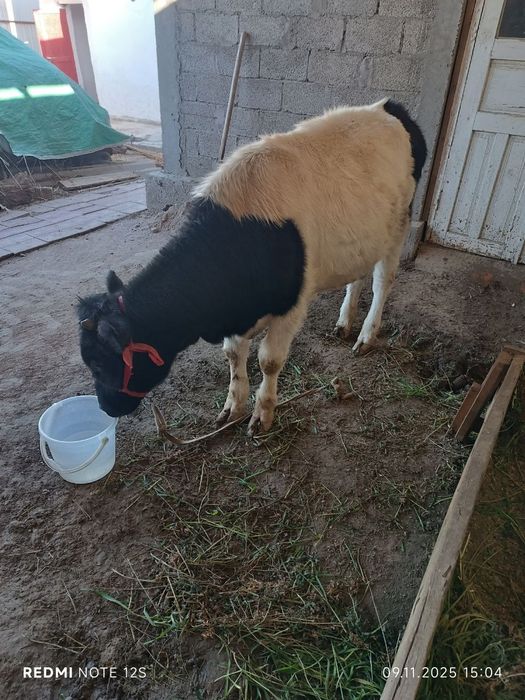 Гуножин гунажин..