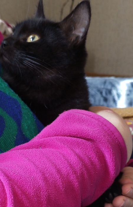 Отдам даром в добрые руки котёнка, очень спокойная.