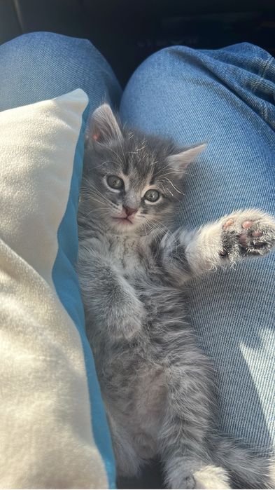 Котенок мальчик очень красивый и умный