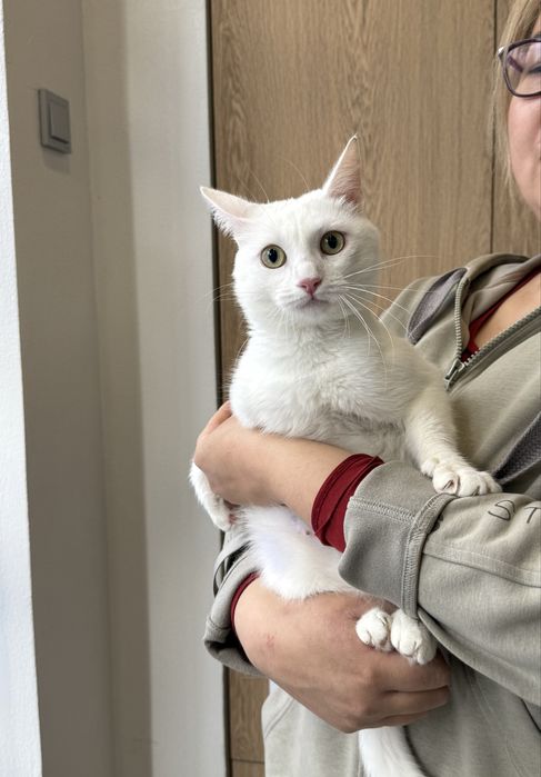 Отдам кошечку. Стерилизована