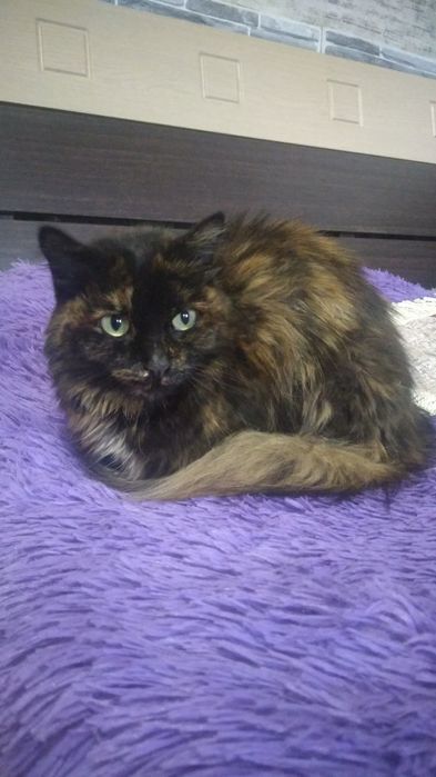 Ищу старых или новых хозяев!!