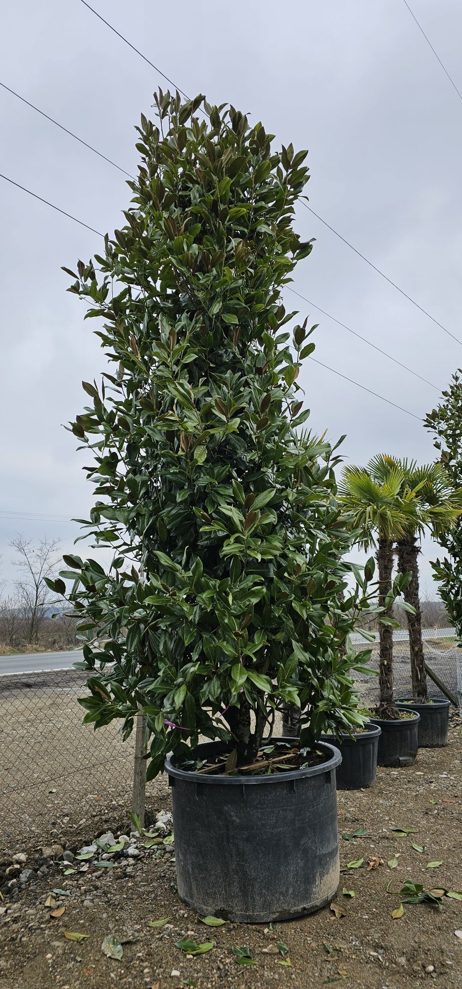 Magnolia grandiflora - Palmieri - Măslini