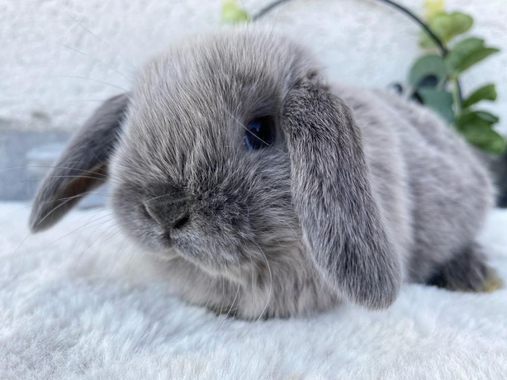 Iepuri pitici de companie berbec pitic/mini lop/holland lop