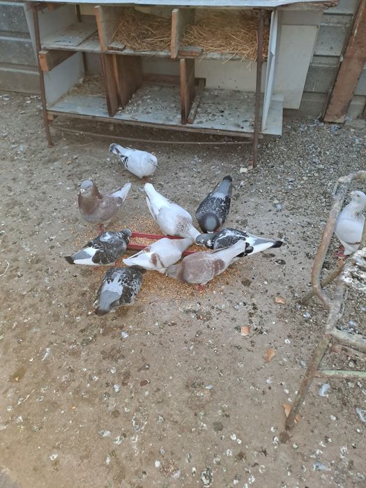 Vând porumbei standard