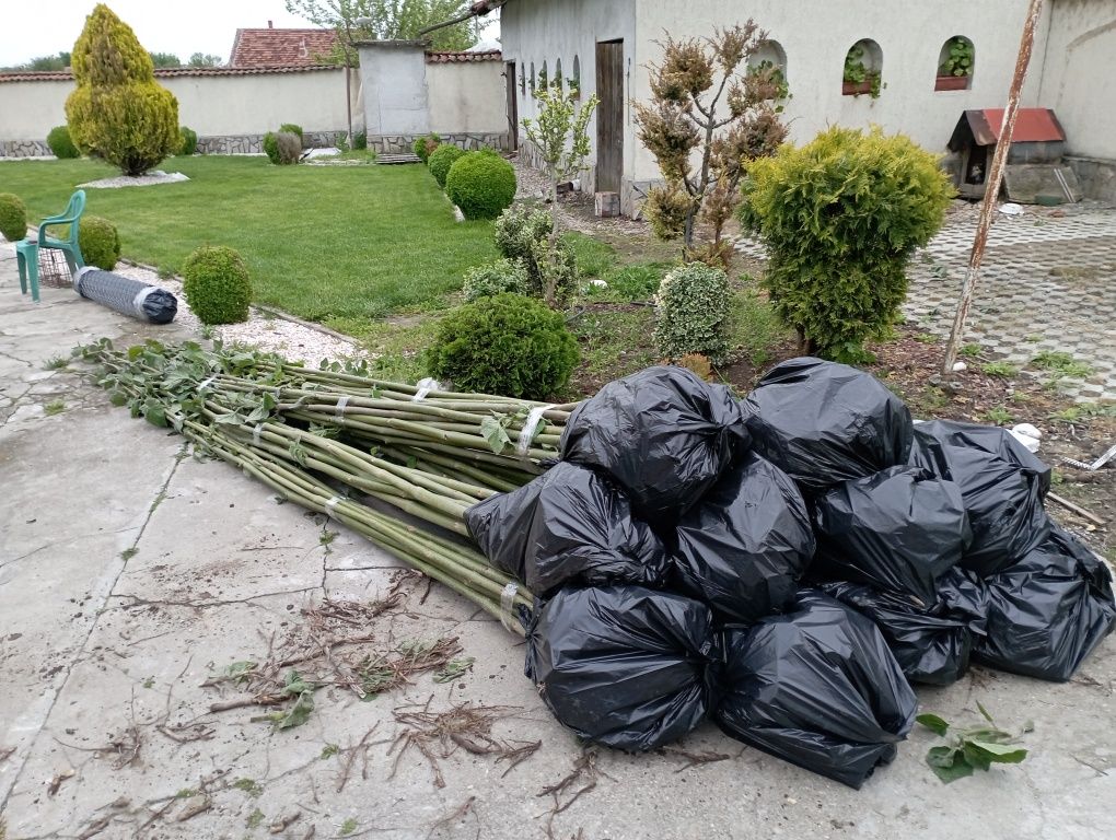 Фиданки Пауловния