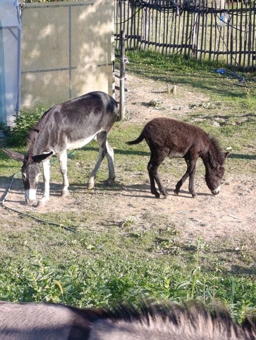 Vând două măgărițe cu pui