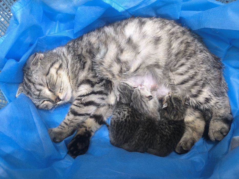 Серебристый фолд