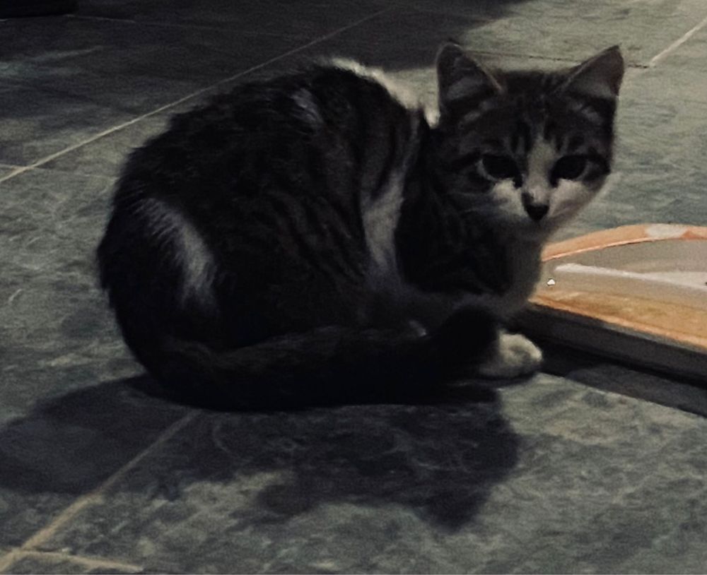 Продаётся котёнок