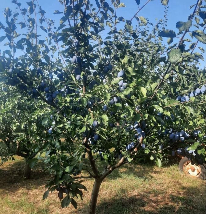 Vand prune de tuica palincă