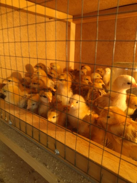 Хан Хяп жужалари, тухумлари сотувда