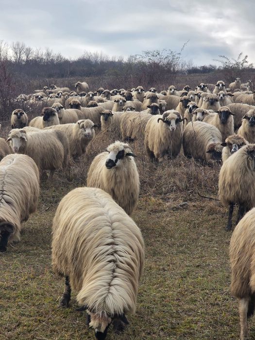 Oi turcane de vânzare .