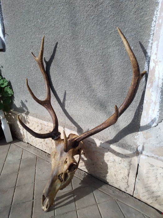 Трофей от благороден елен