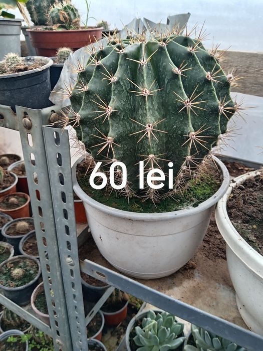 Vând cactuși, care înfloresc