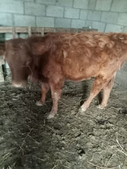 бұзау сатылады. ұрғашы. 6 айлық