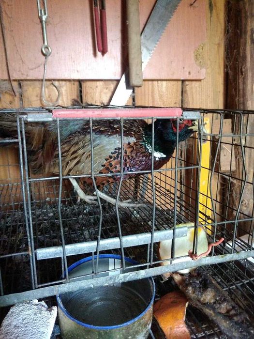 5 cocosei si 5 gainuse fazani comuni din mai 2025