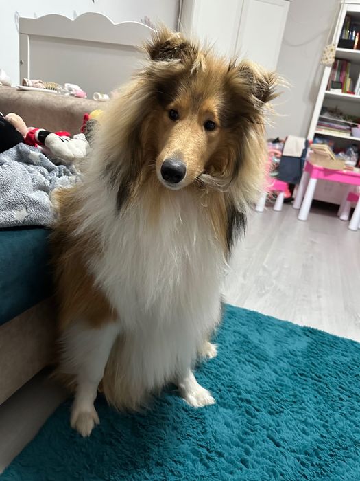 Rough collie (Lessie) cu pedigree