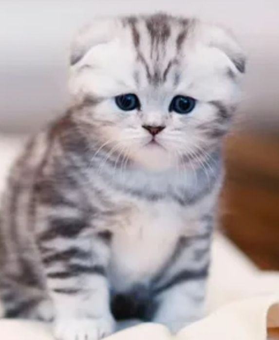 Продам котят скотиш фолд