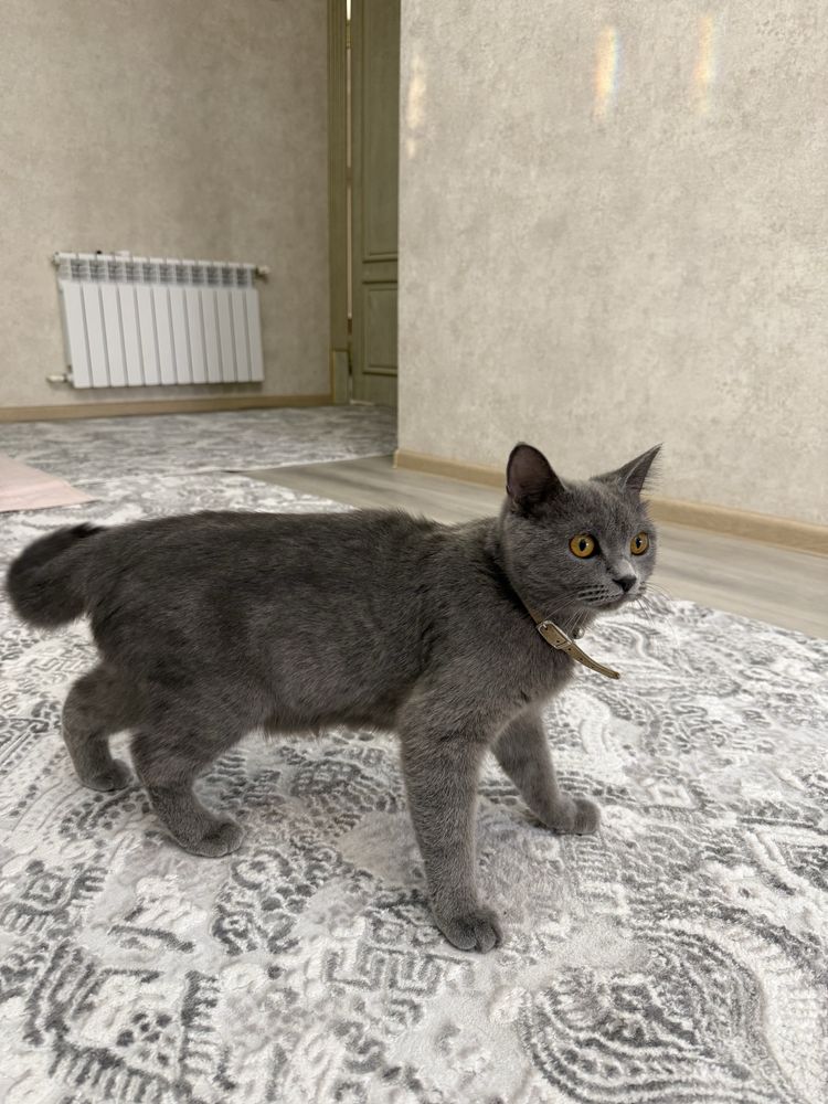 Британские котята