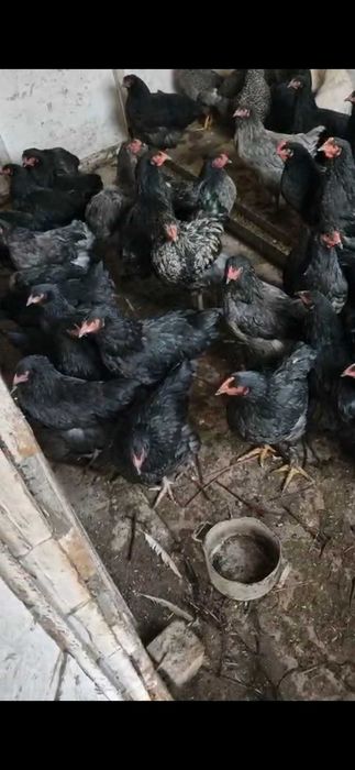 Продам черных кур и петухов на лечения и мясо