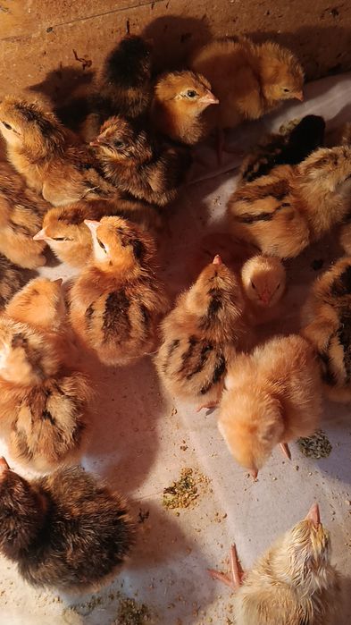 Жўжалар Корея Хан ҳеяп