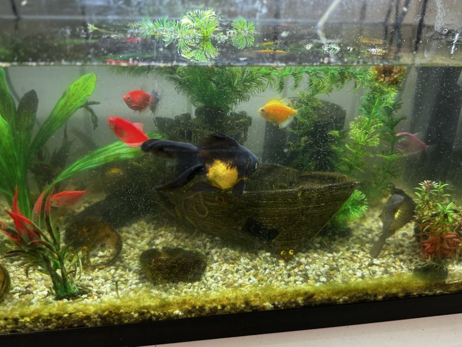 Acvariu pesti 60 L