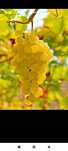 Struguri de vin direct de la producător