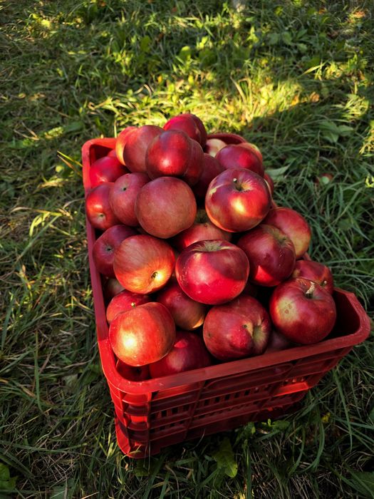 Mere românești din livadă proprie – soiuri diverse