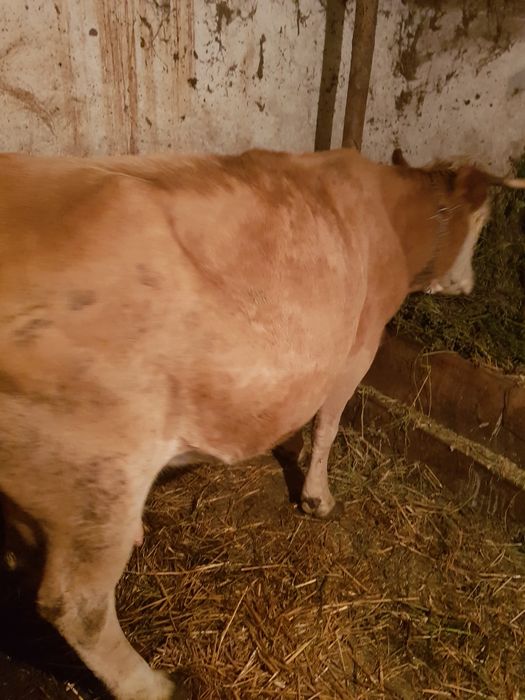 Vaca cu vițel tauras