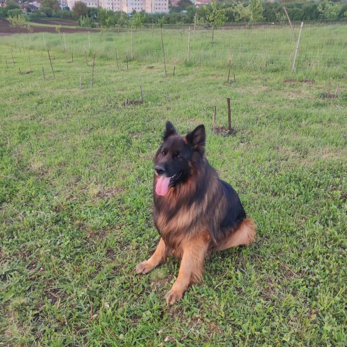 Femela ciobanesc german par lung