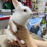 Милый ручной кролик