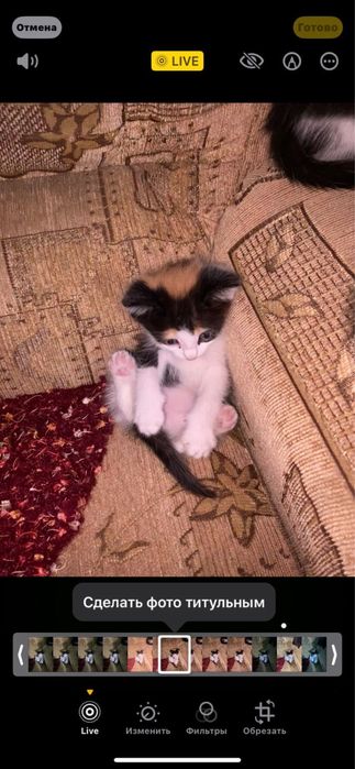 Отличные котята ищут дом ! Бесплатно !