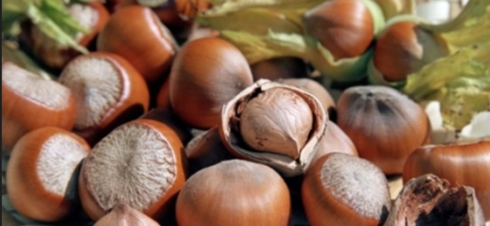 Aluni.Pawulonia.Cires.Prun.Nuci.Castan.Migdal>RO.Plantare.Coacaz.Afin