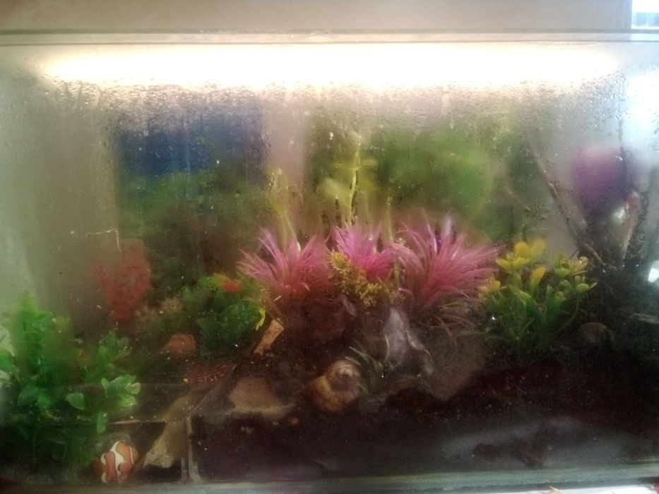 Cand terariu complet cu 2broaste testoase