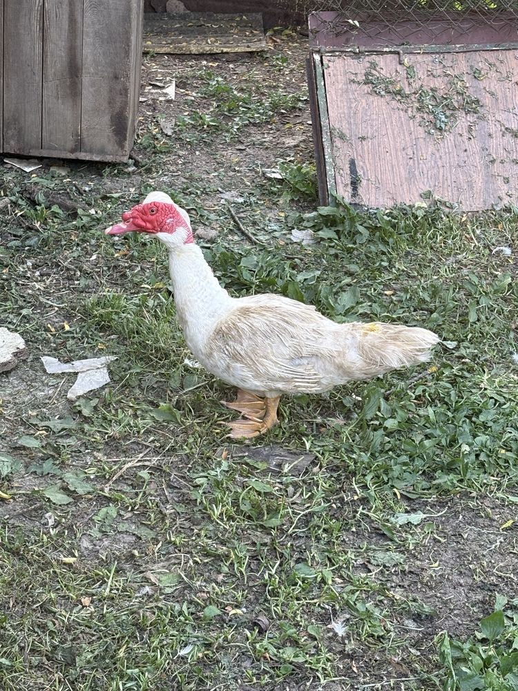 Vand ratoi muti varsta 9 luni