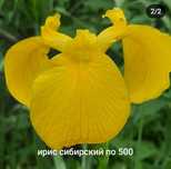 Ирис сибирский жёлтый и чернильный бородатый ирис- крупный и высокий