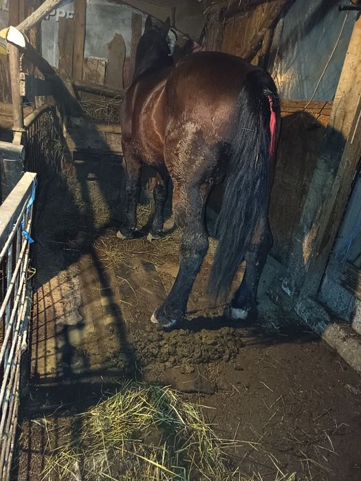 Vând sau schimb armăsar de 8 ani