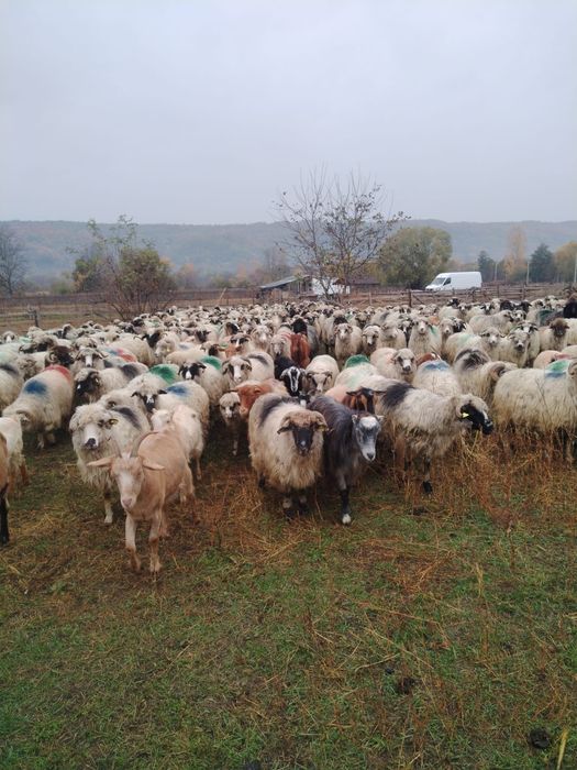 Vind 30 de oi tinere 570 lei