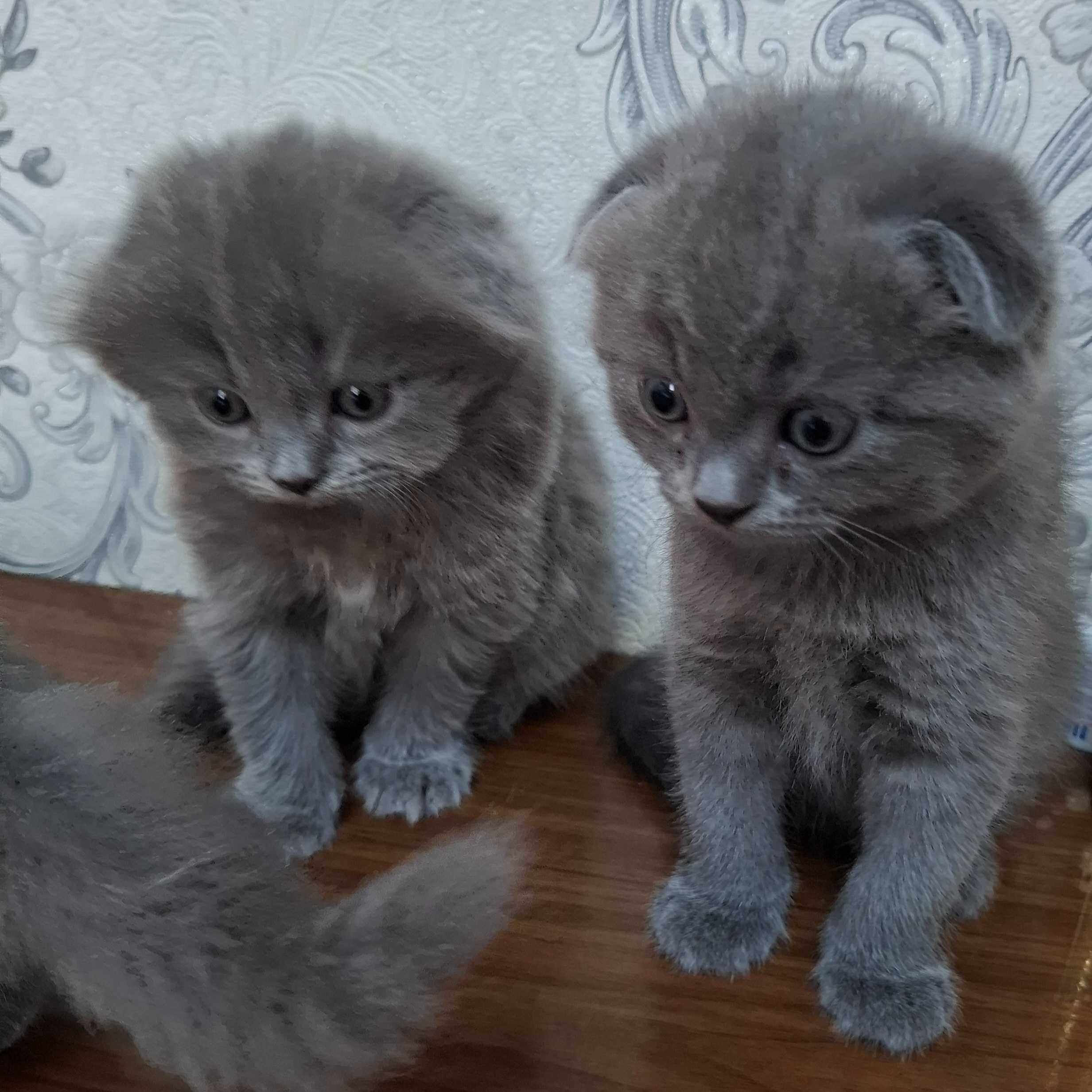 Котята шотландские
