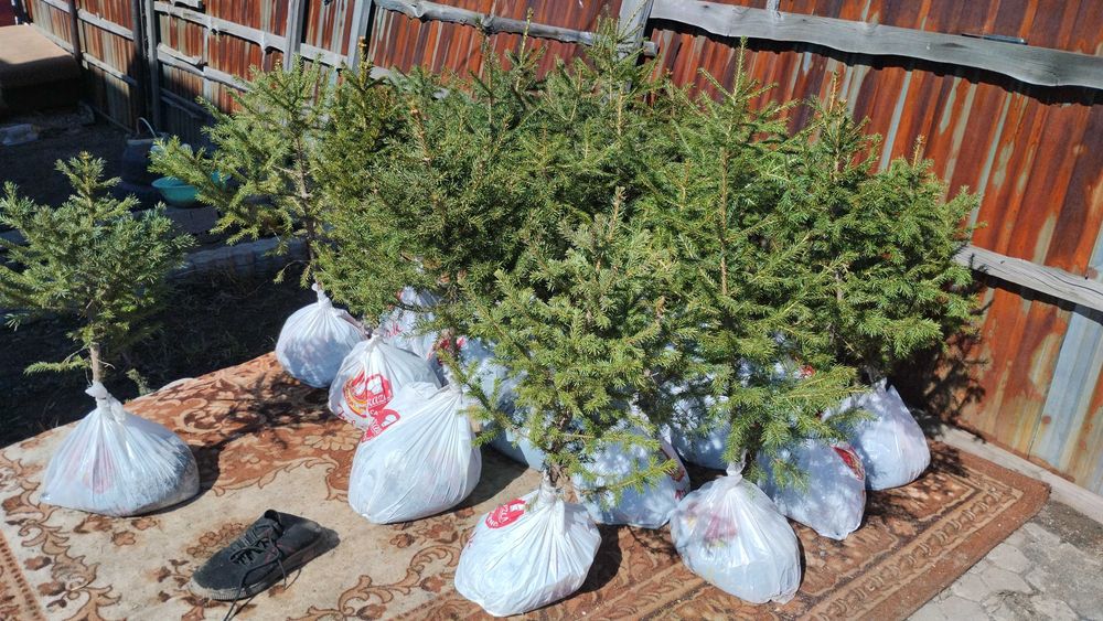 Продам саженцы ели 3 сорта