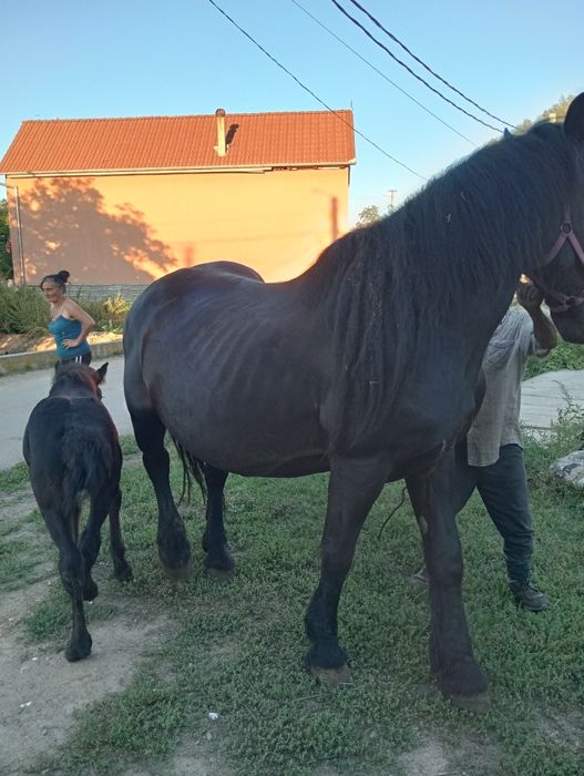 Iapa de vânzare de 6 ani  cu manza   de 2 luni