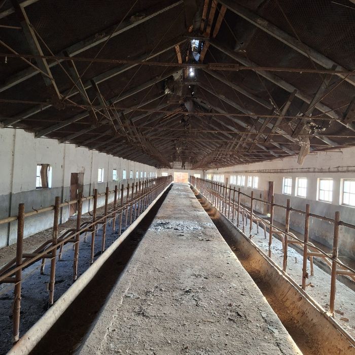 Ferma de vaci marculesti Ialomița