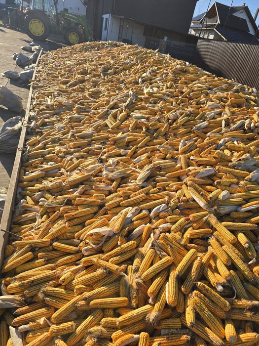 Vând porumb știuleți .