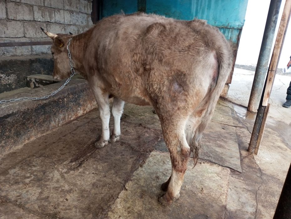 Продам жирную телку