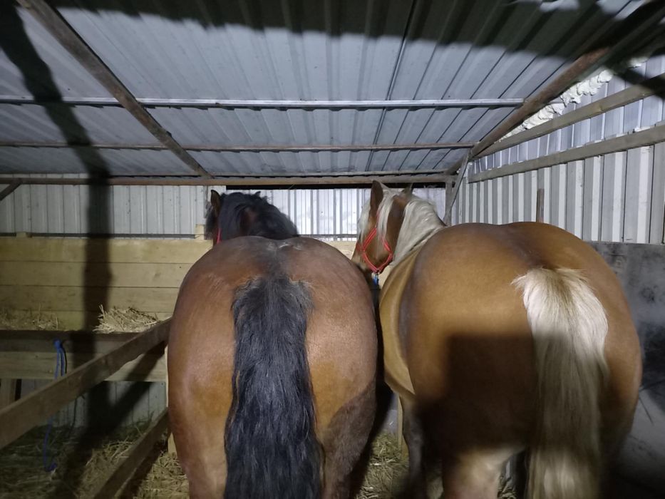 Vand 2 iepe gestante blande