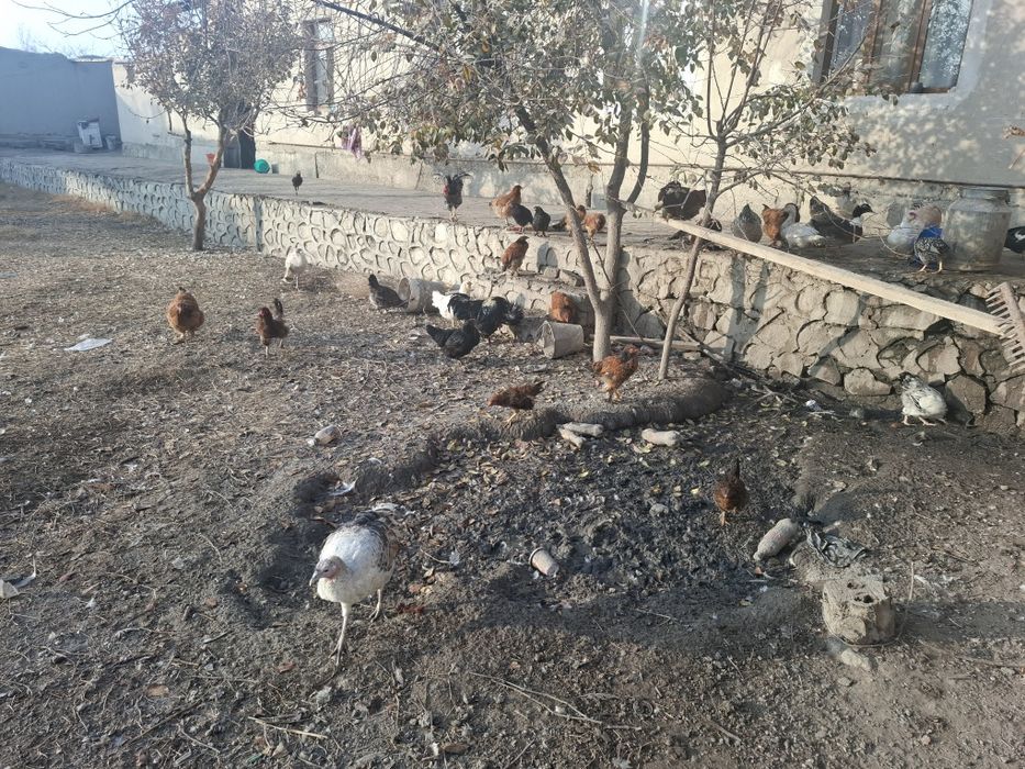 Тавук индуваткала сотилади хамаси соглом